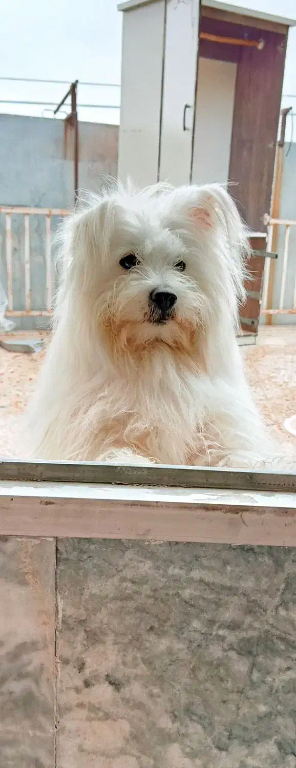 سگ خانگی|سگ|خمین, |دیوار