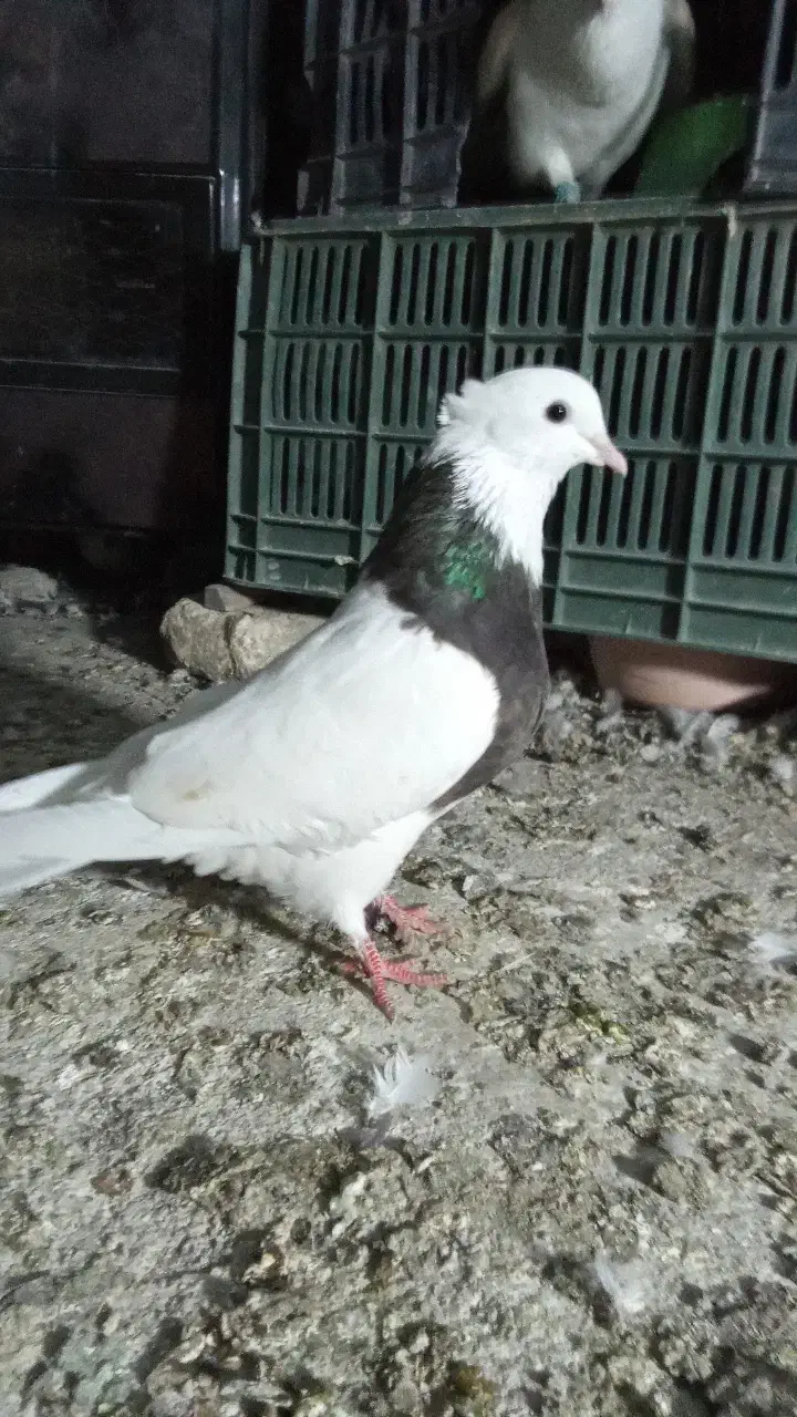 تعدادی کبوتر از هر نظر آلی|پرنده|دلند, |دیوار