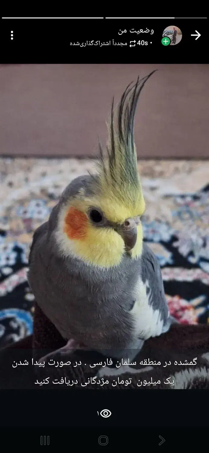 گمشده و پاداش|پرنده|رامهرمز, |دیوار