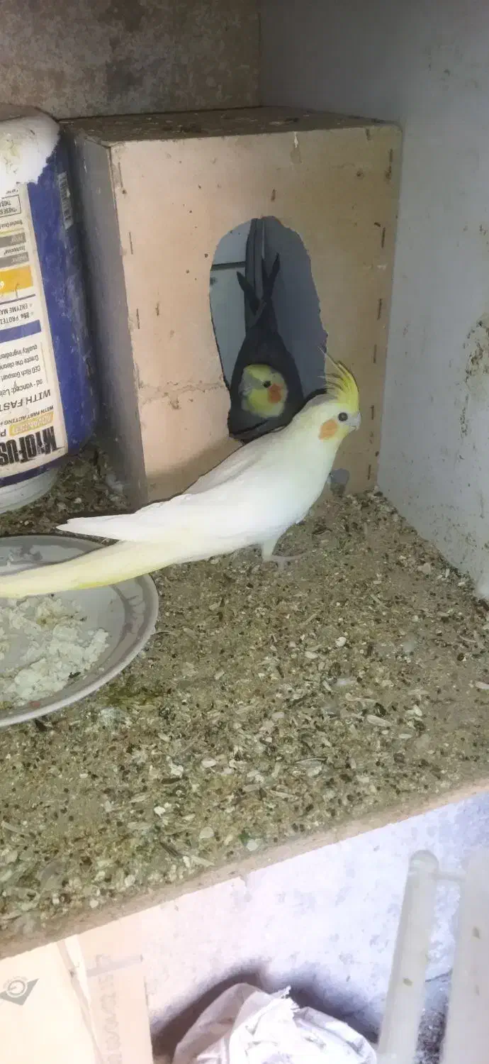 نرو ماده عروس به ضمانت تخم جوجه|پرنده|کاشمر, |دیوار