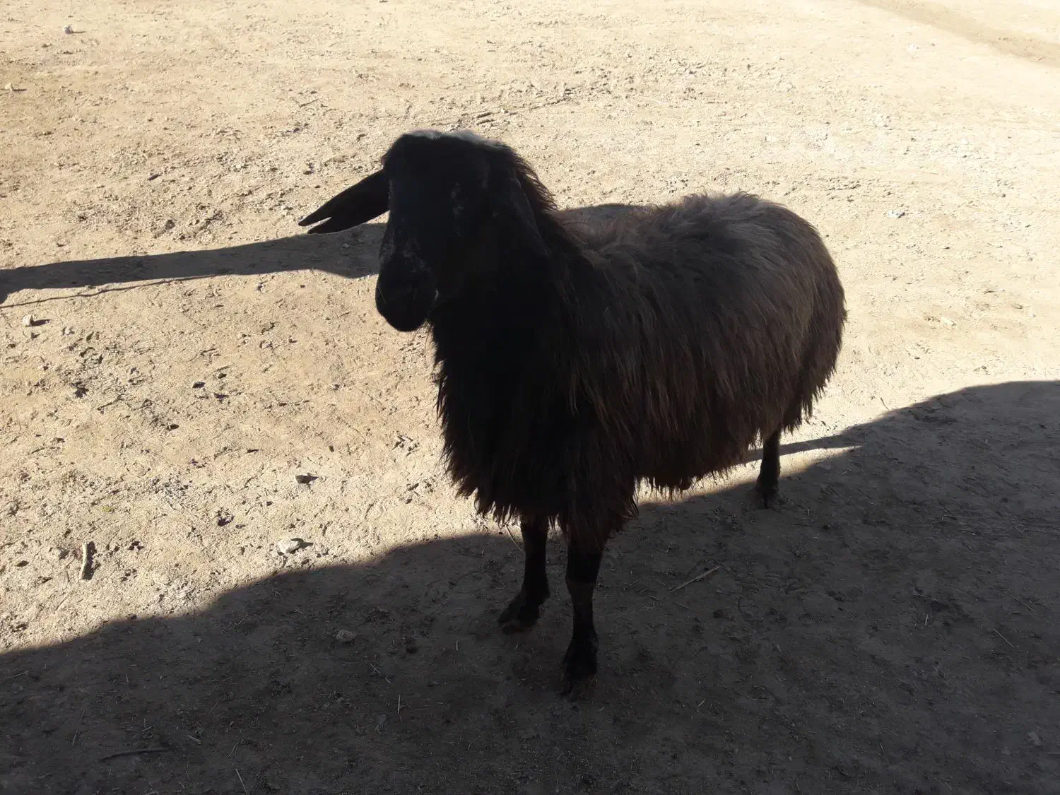 قوچ|حیوانات مزرعه|پیشخور, |دیوار