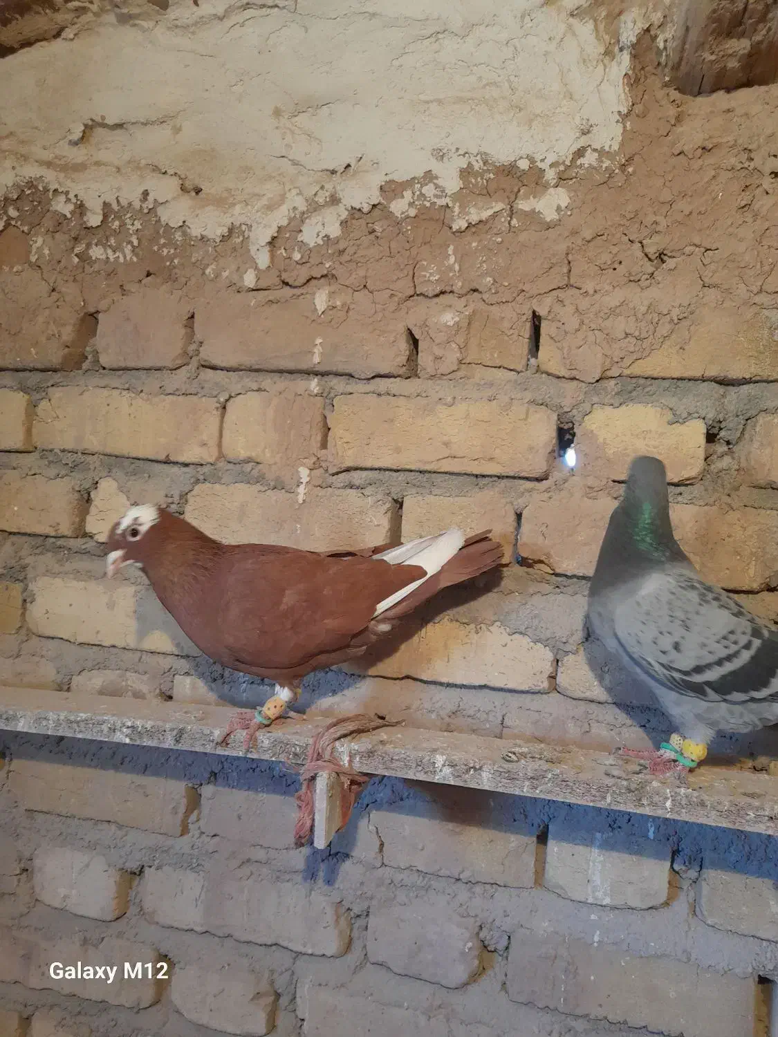 کبوتر|پرنده|اسفرورین, |دیوار