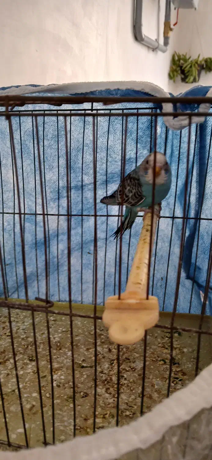 مرغ عشق|پرنده|قلعه نو, |دیوار