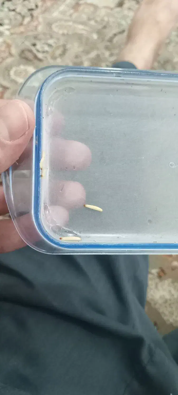 کرم زنده|خزنده|کرمانشاه, |دیوار