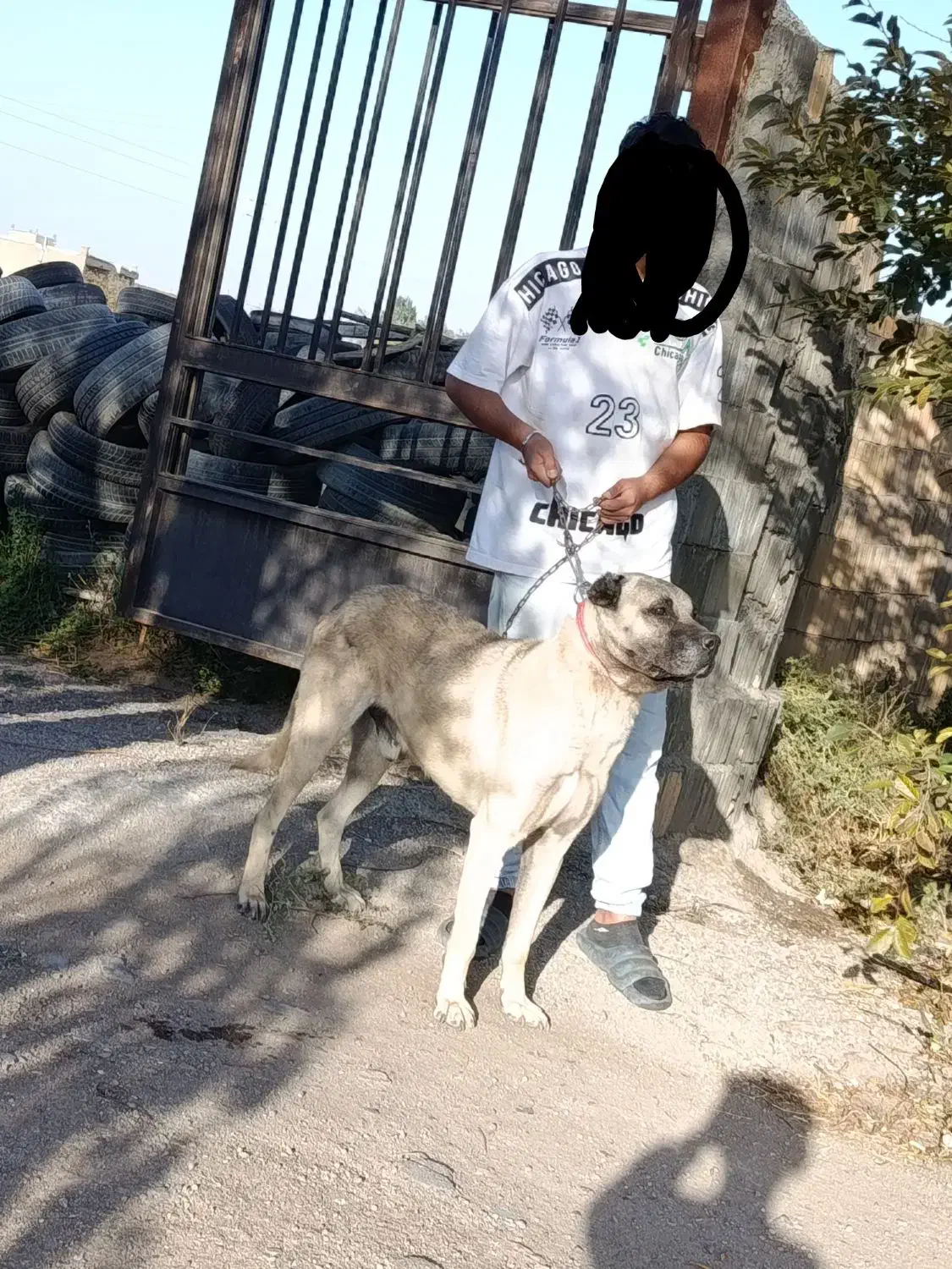 سرابی اصل گله|سگ|اردبیل, |دیوار