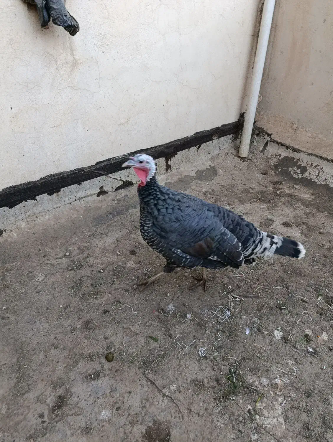 بوقلمون ماده سنگین وزن.|حیوانات مزرعه|کرج, خرمدشت|دیوار