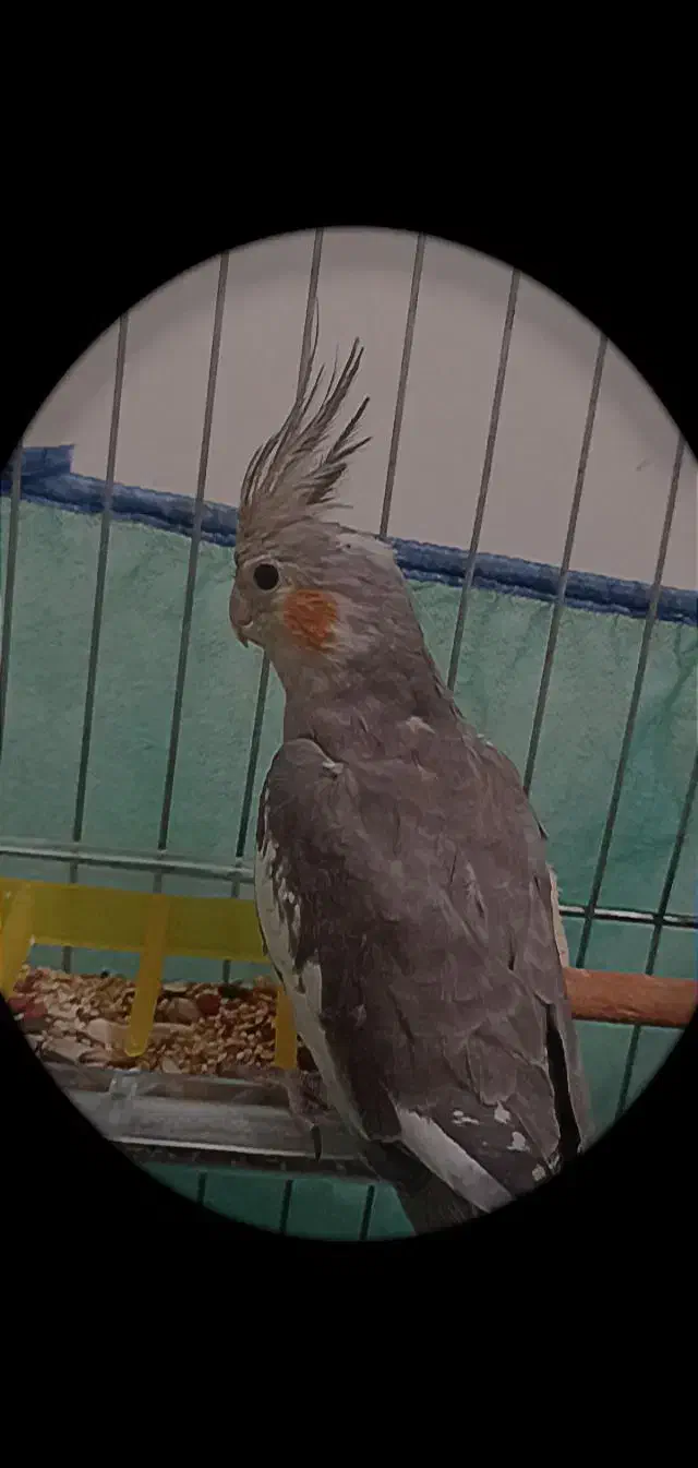 عروس هلندی|پرنده|تهران, مجیدآباد|دیوار