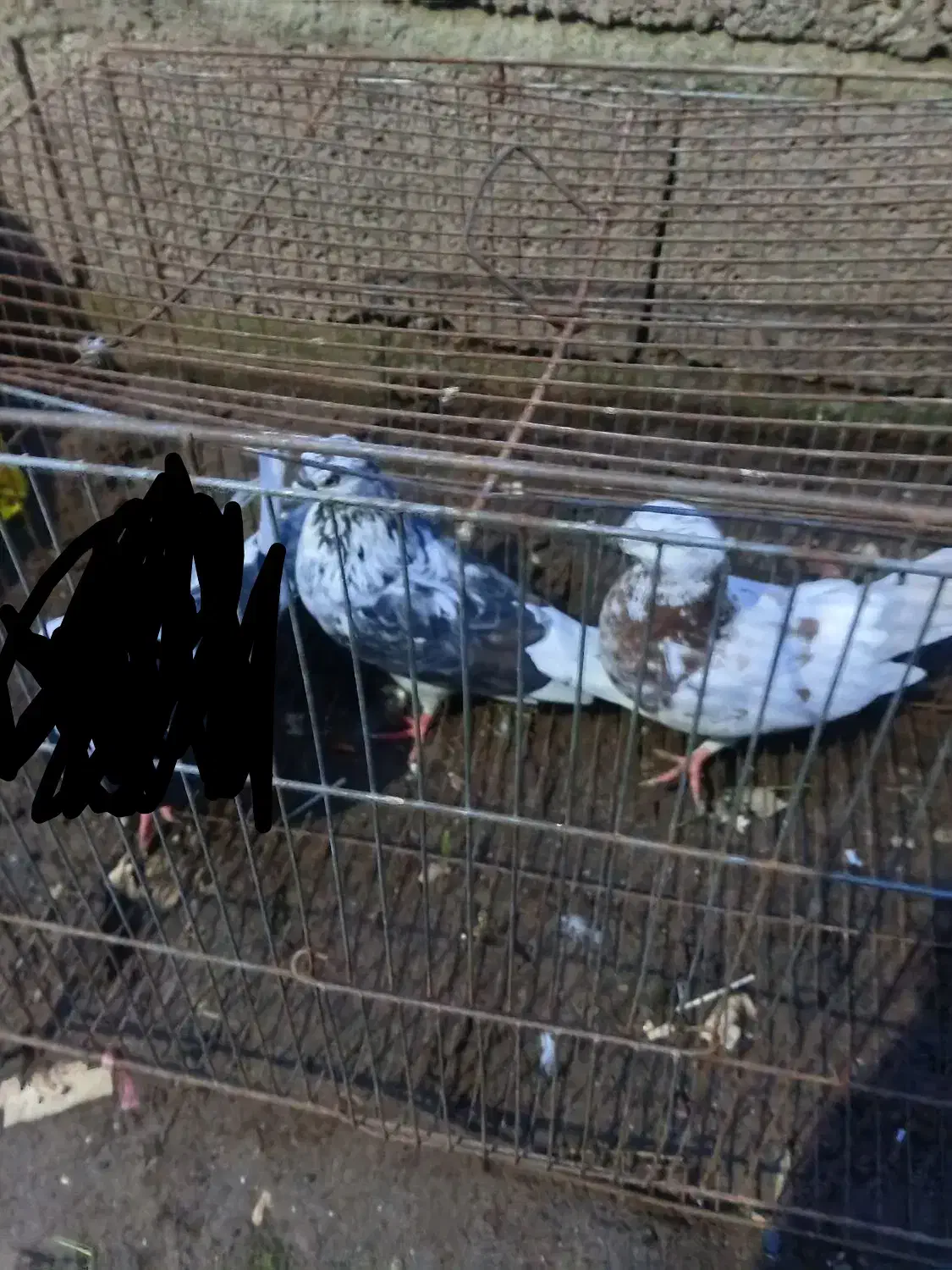 ۱۵ عدد کبوتر پرشی|پرنده|لشت نشا, |دیوار