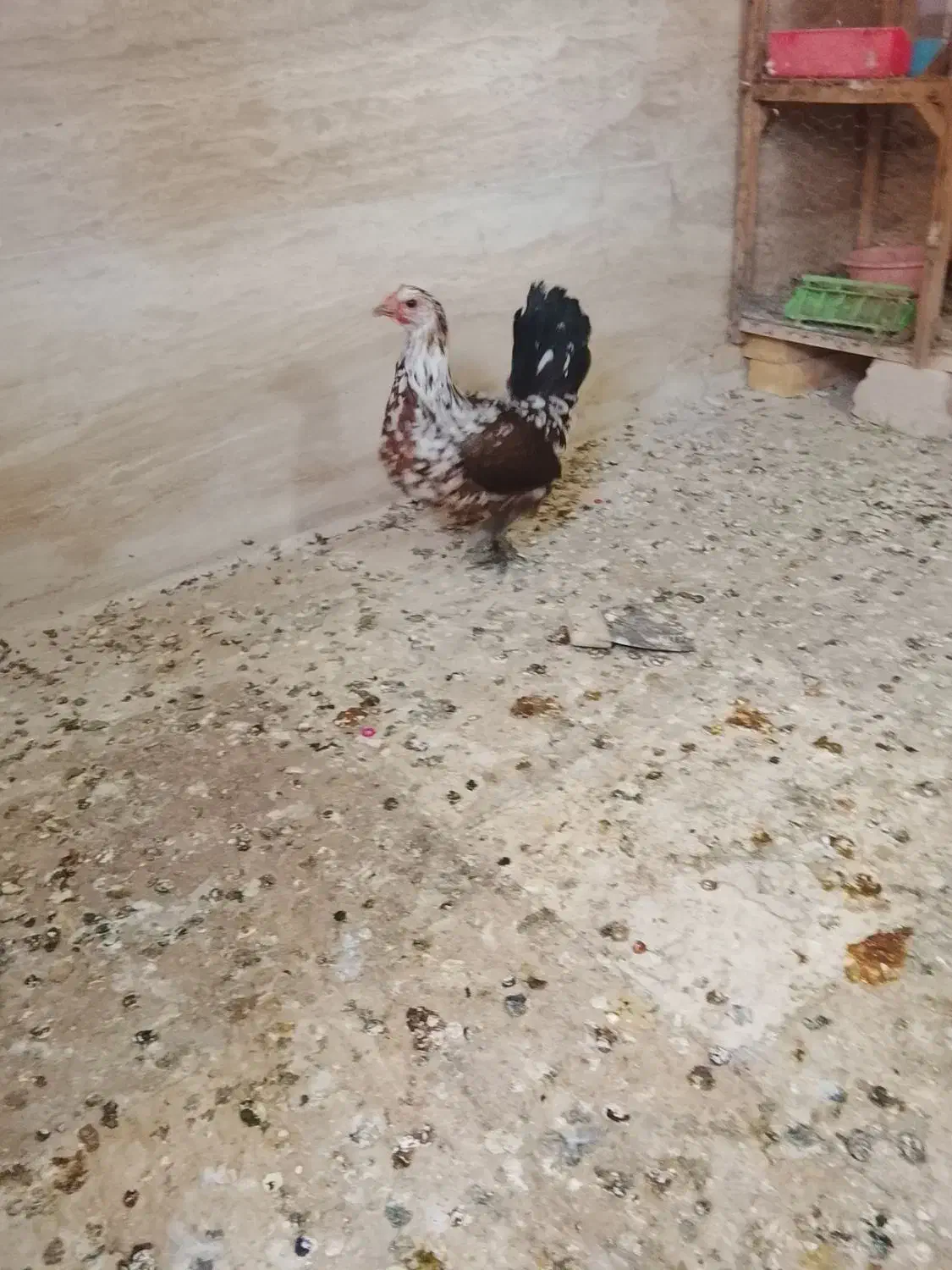 مرغ گلین.|حیوانات مزرعه|خمینی‌شهر, |دیوار