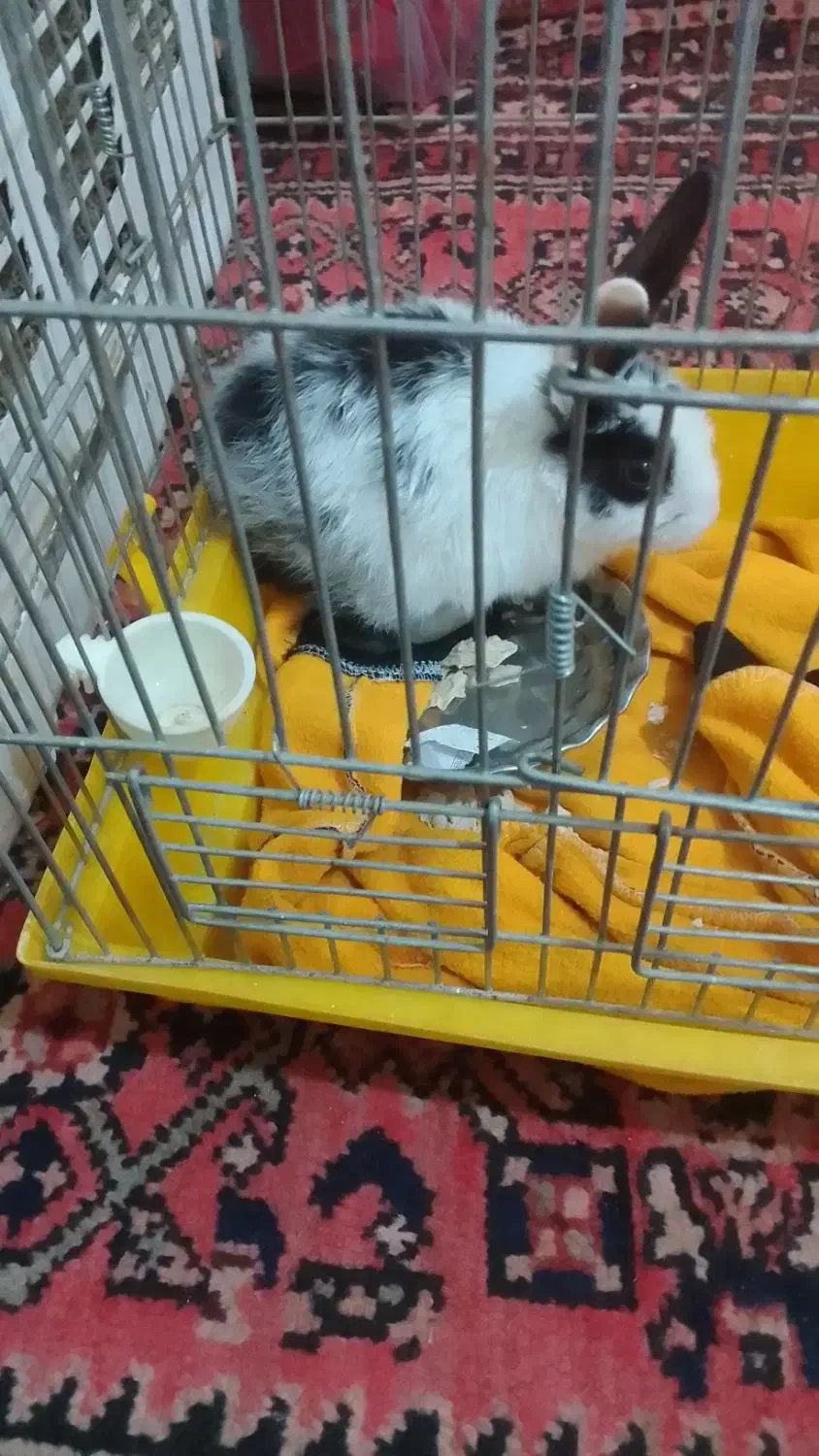 فروش|موش و خرگوش|همدان, |دیوار