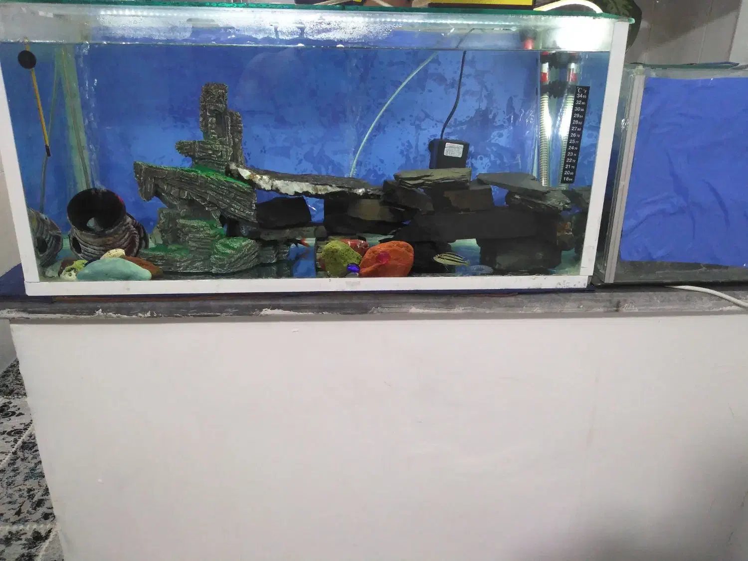 اکواریم و ماهی|ماهی|دیواندره, |دیوار