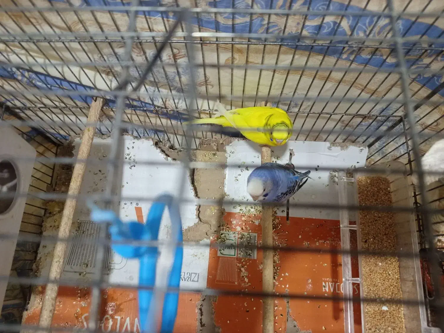 یک جفت مرغ عشق|پرنده|کرمان, |دیوار