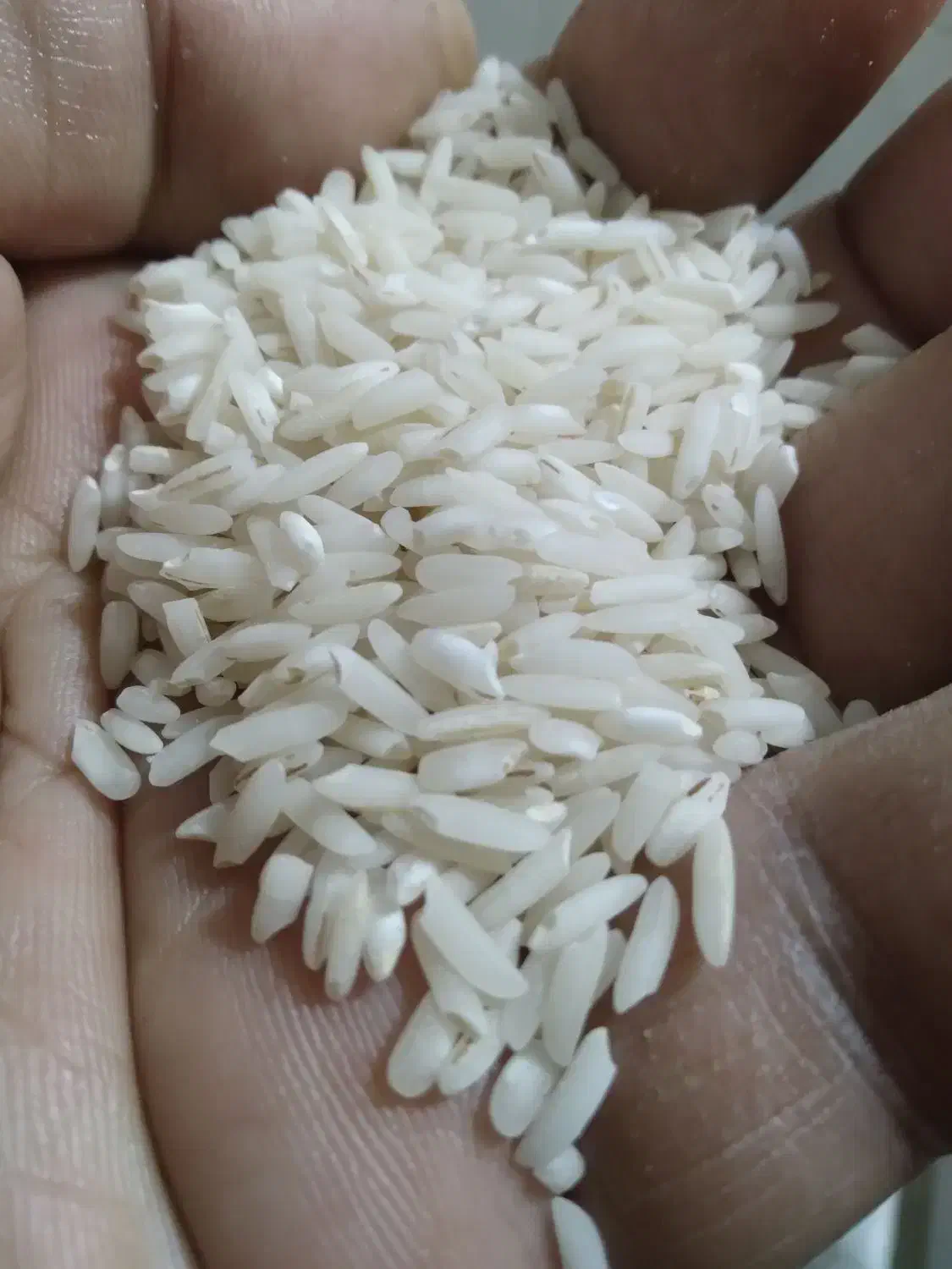 برنج هاشمی و نیمدانه اعلا هاشمی|خوردنی و آشامیدنی|قم, سراجه (۱۵ خرداد)|دیوار