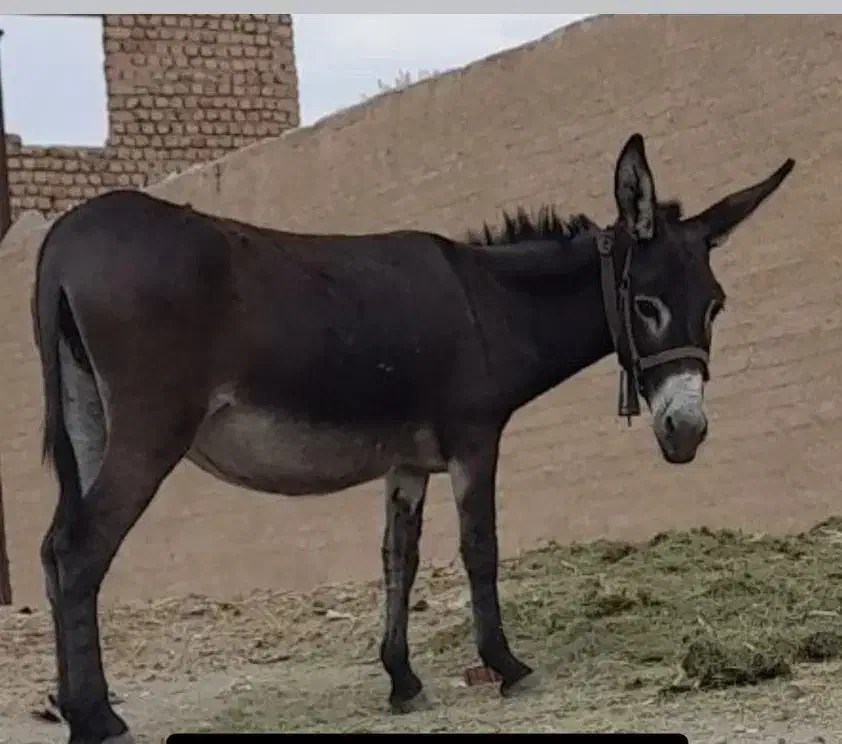 الاغ درشت پر شده از اسب به شرط کاغذ|حیوانات مزرعه|تهران, یاخجی آباد|دیوار