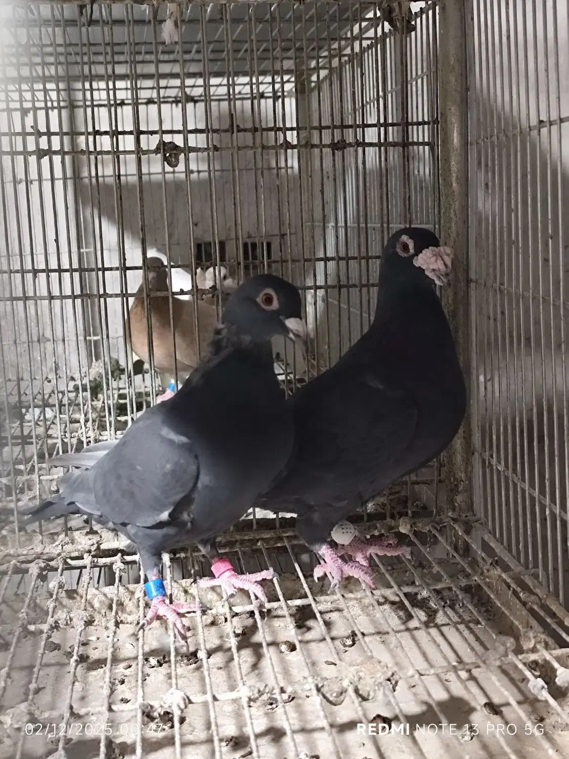 نروماده|پرنده|دزفول, |دیوار