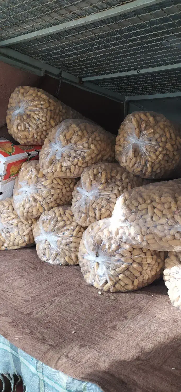 بادام زمینی|عمدهفروشی|کامیاران, |دیوار