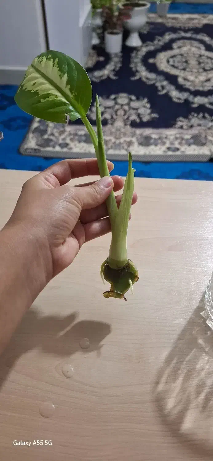 گلهای طبیعی دیفن|گل و گیاه طبیعی|ایذه, |دیوار