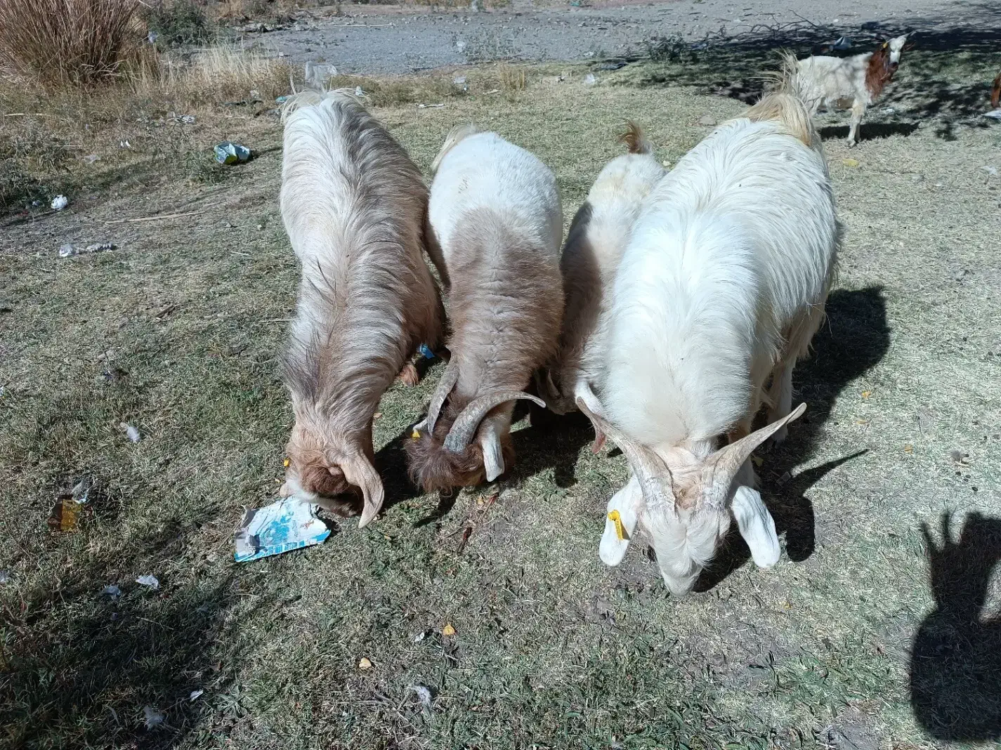 فروش کهره|حیوانات مزرعه|کرمان, |دیوار