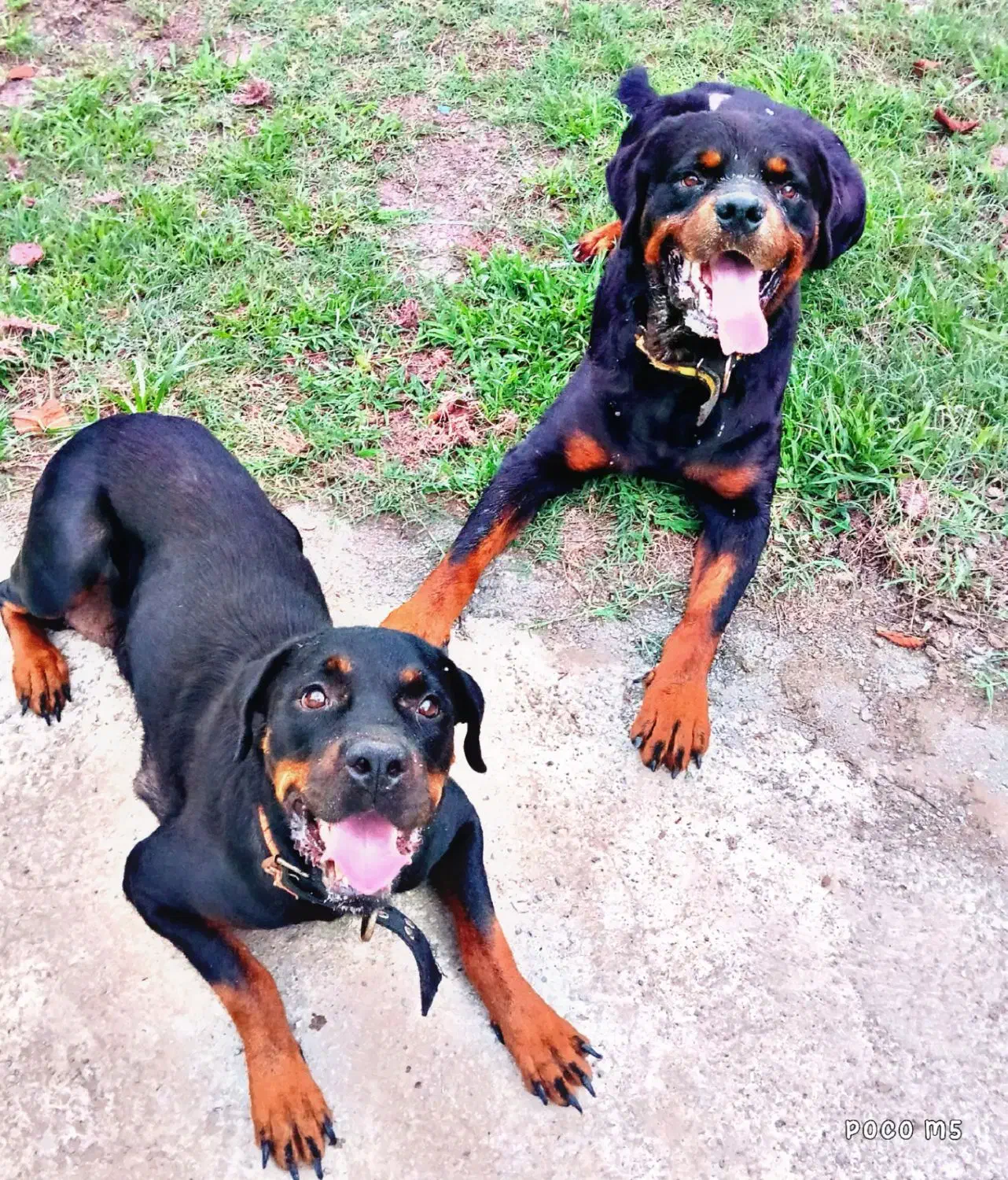 توله روتوایلر|سگ|نوشهر, |دیوار