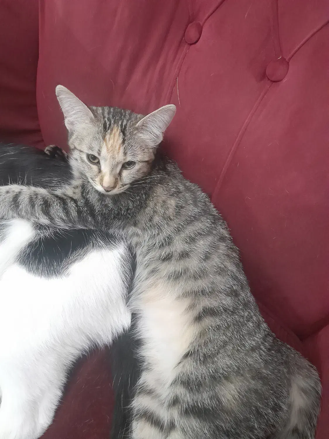 واگذاری گربه ی ماده|گربه|اسلامشهر, شهرک واوان|دیوار