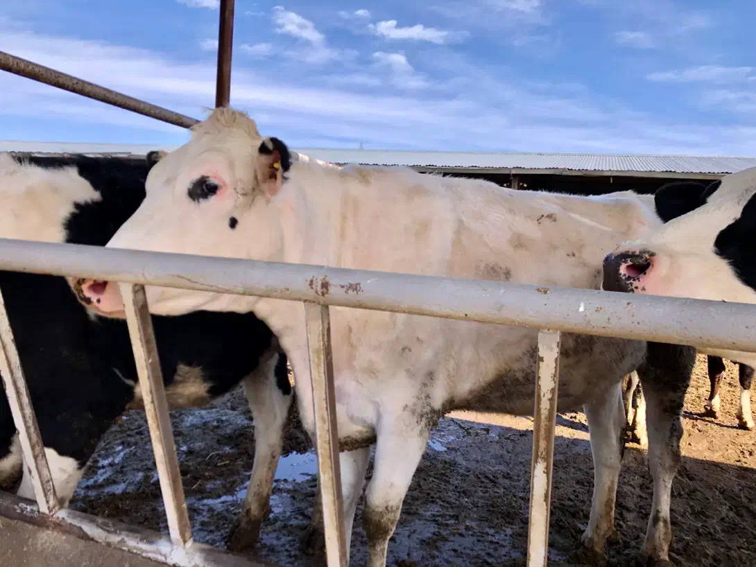 فروش گاو شیری هلشتاین اصیل|حیوانات مزرعه|خرمدره, |دیوار