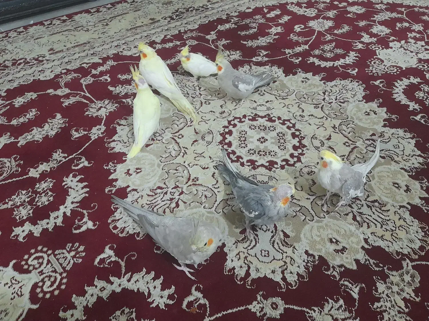 دو جفت عروس هلندی  + دو عروس هلندی ۳ ماهه|پرنده|رشت, دیلمان|دیوار