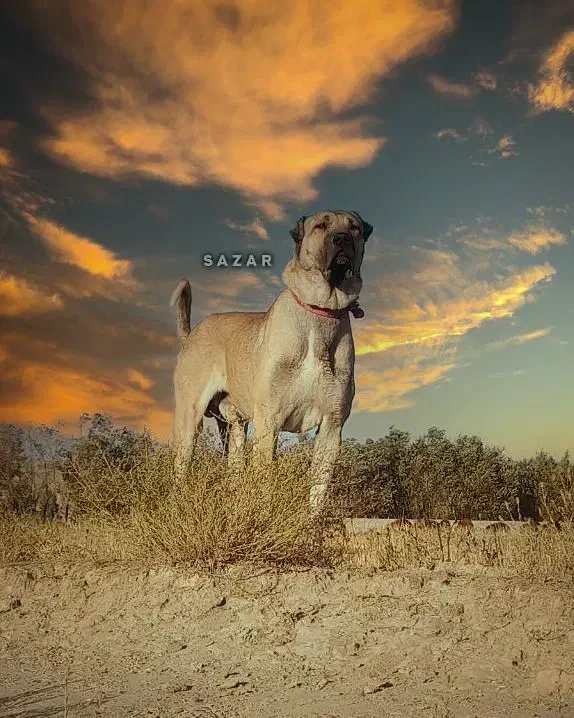 واگذاری سگ|سگ|بستان آباد, |دیوار