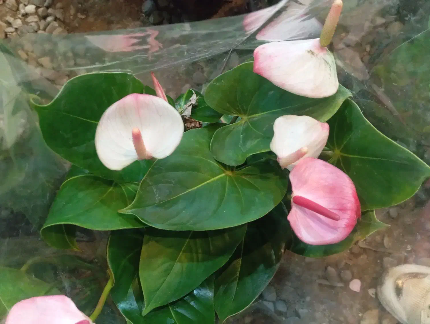 انواع گیاهان گل دار فصلی و چهارفصل|گل و گیاه طبیعی|رشت, حمیدیان|دیوار