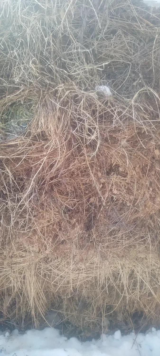 یونجه وکاه|لوازم جانبی حیوانات|خوی, |دیوار