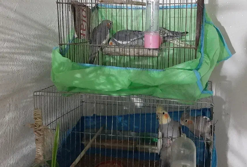 جفت عروس هلندی، و سه عروس هلندی جوان|پرنده|سیاهکل, |دیوار