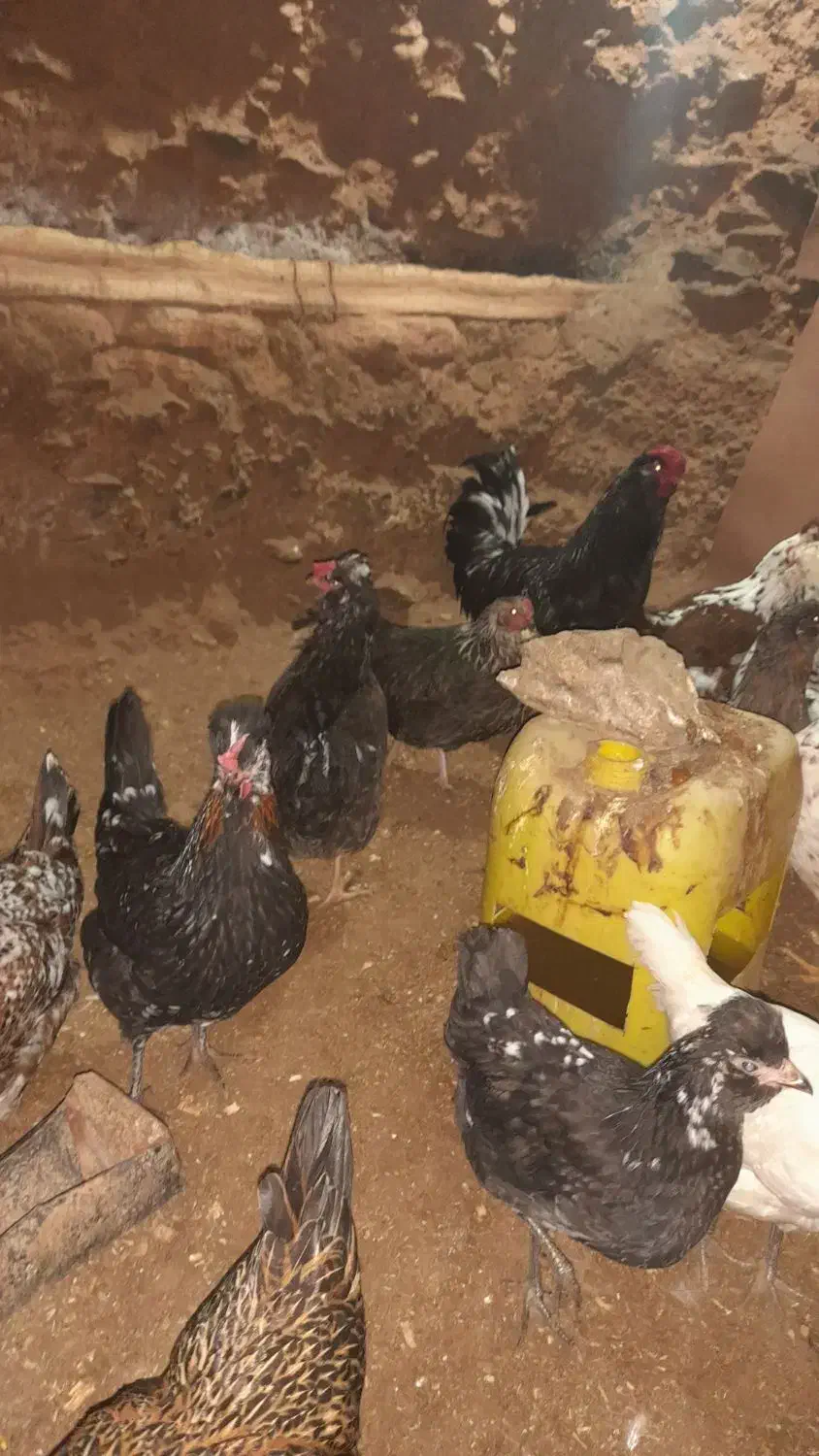 مرغ گلین|حیوانات مزرعه|بن, |دیوار