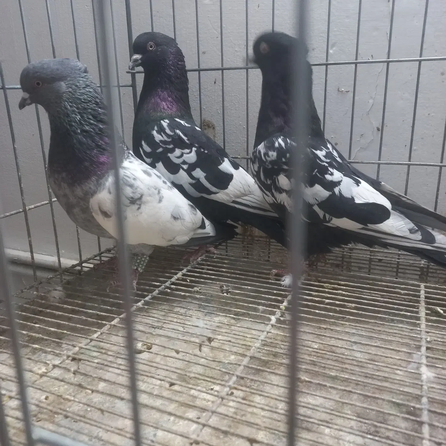 سینه سیاه سینه سبز|پرنده|مشهد, نوید|دیوار