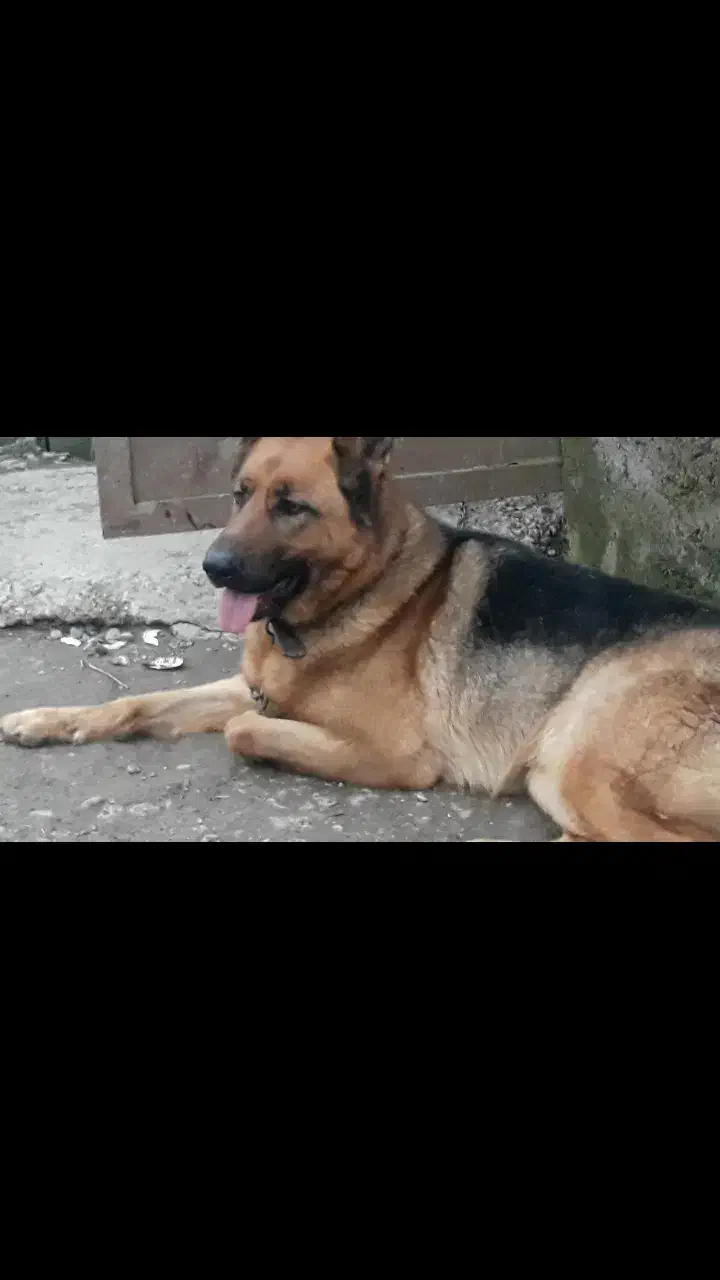 فروش سگ ژرمن شپرد|سگ|رشت, حومه رشت|دیوار