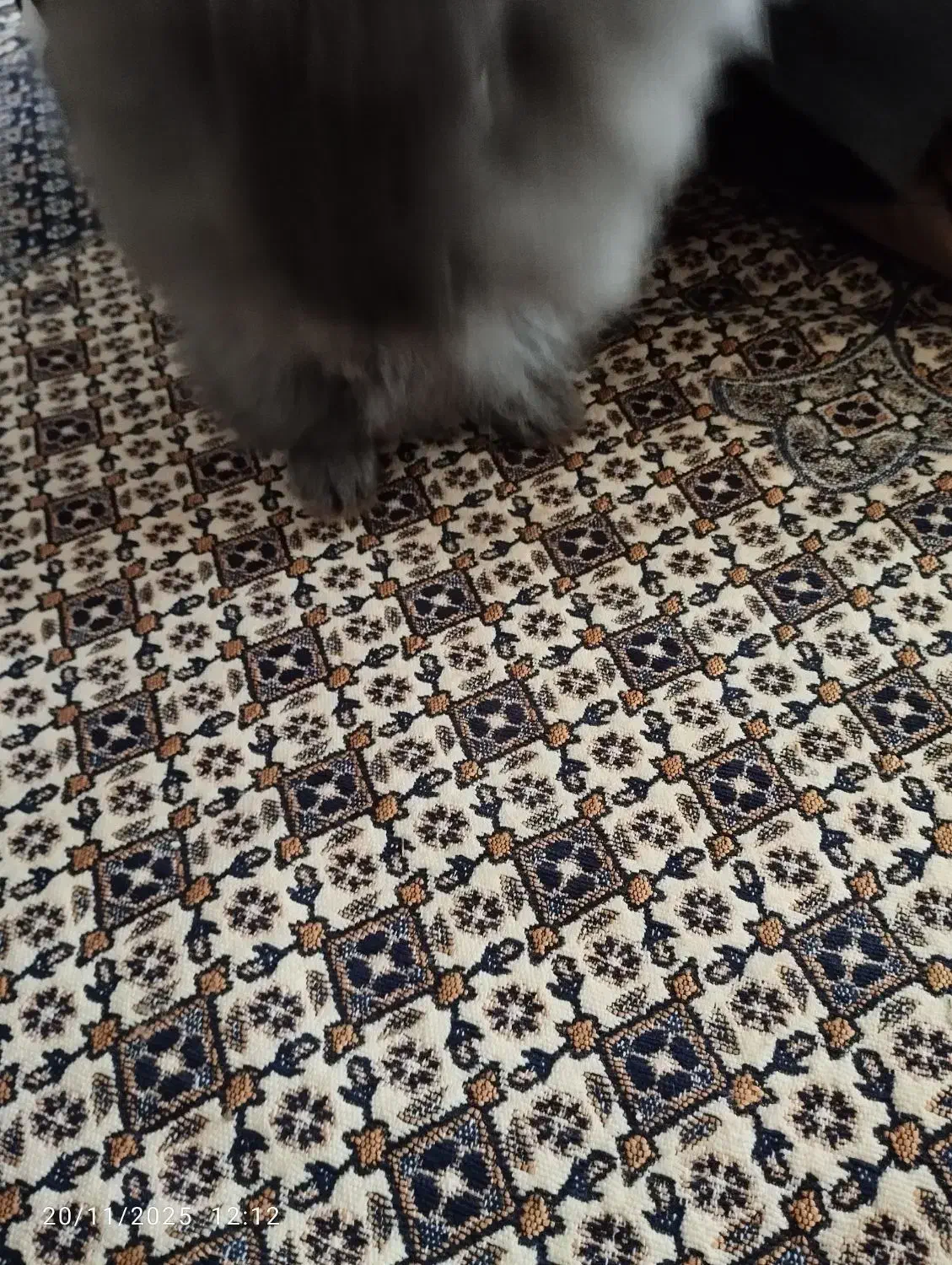 خرگوش لوپ|موش و خرگوش|ارومیه, |دیوار