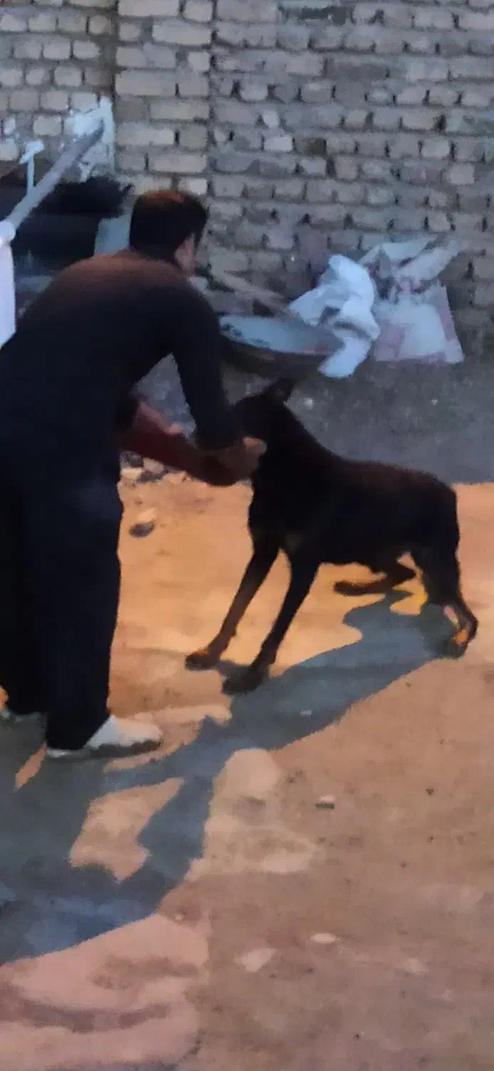 فروش سگ دوبرمن|سگ|بروجرد, |دیوار