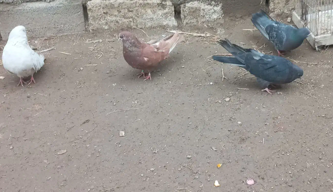 کبوتر سرور|پرنده|اردبیل, |دیوار