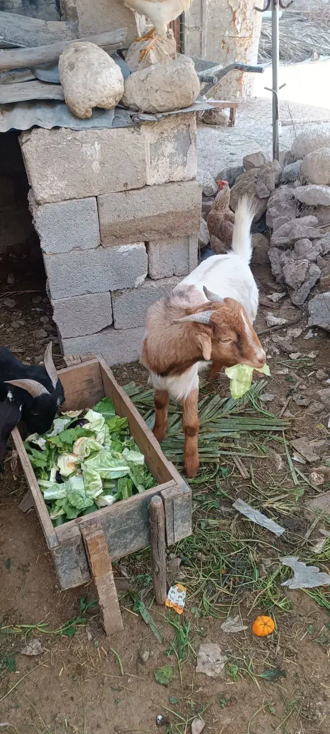 کهره نر|حیوانات مزرعه|مهر, |دیوار