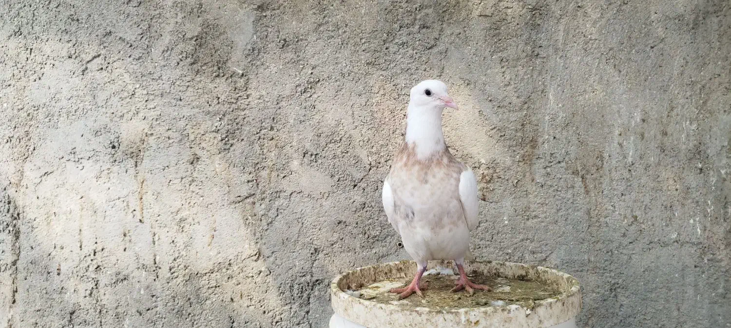 طوقی|پرنده|لامرد, |دیوار