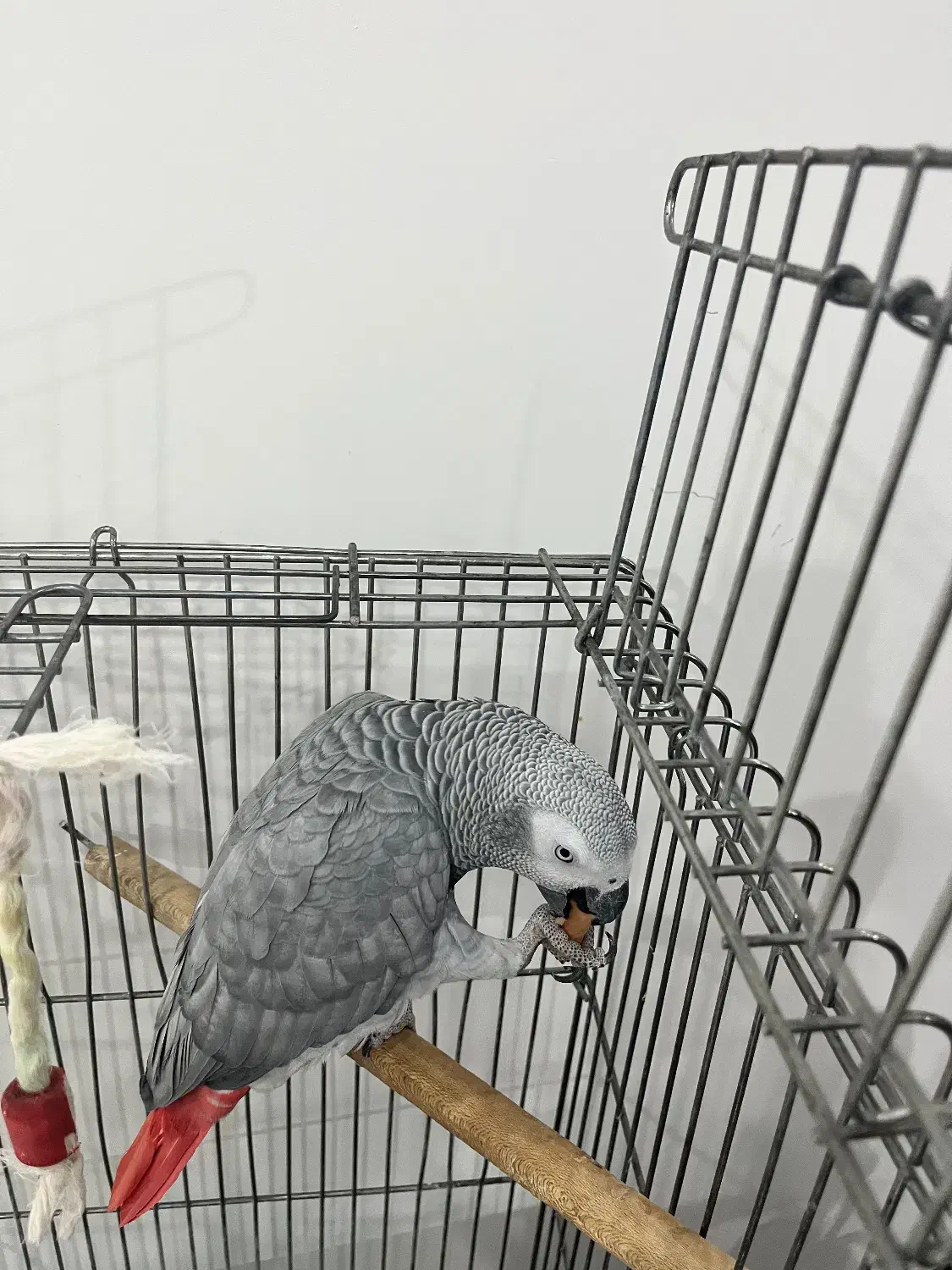 پرنده کاسکو|پرنده|فردیس, قریشی|دیوار