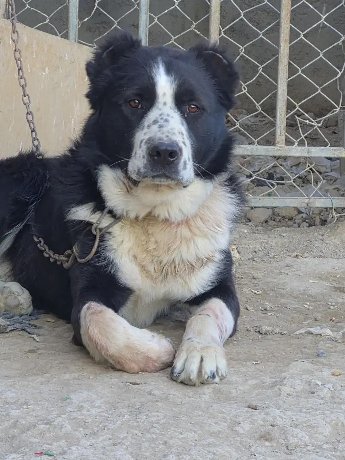 واگذاری سگ نر|سگ|اصفهان, ارداجی|دیوار