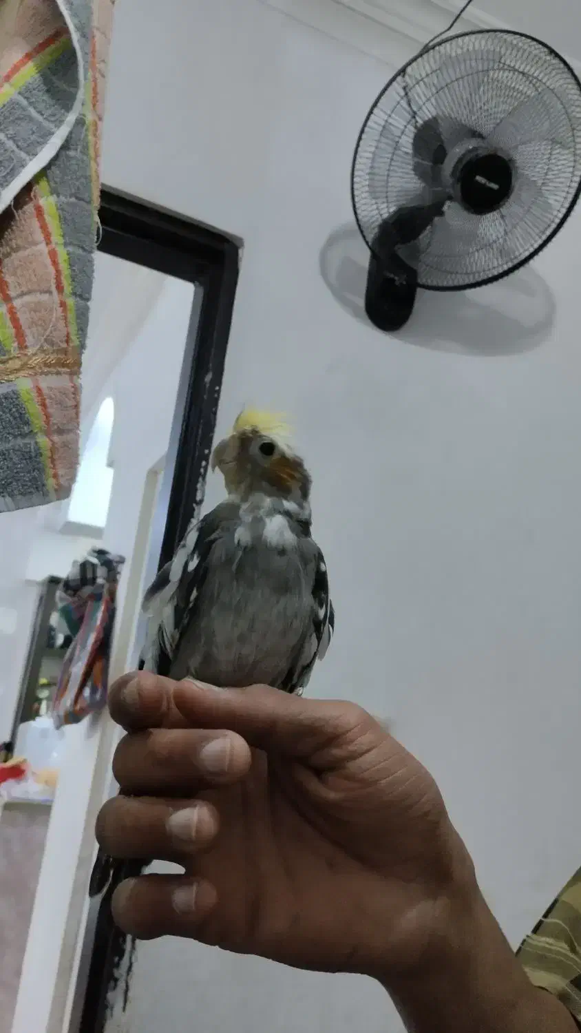 عروس نر سخنگو|پرنده|قشم, |دیوار