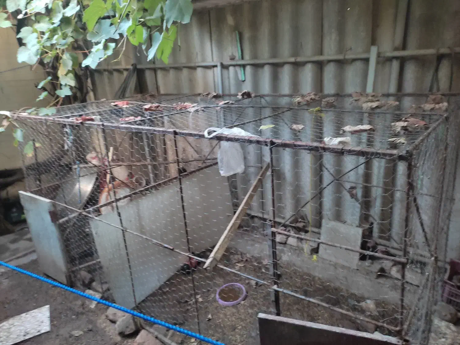 قفس مرغ|لوازم جانبی حیوانات|علیآباد کتول, |دیوار