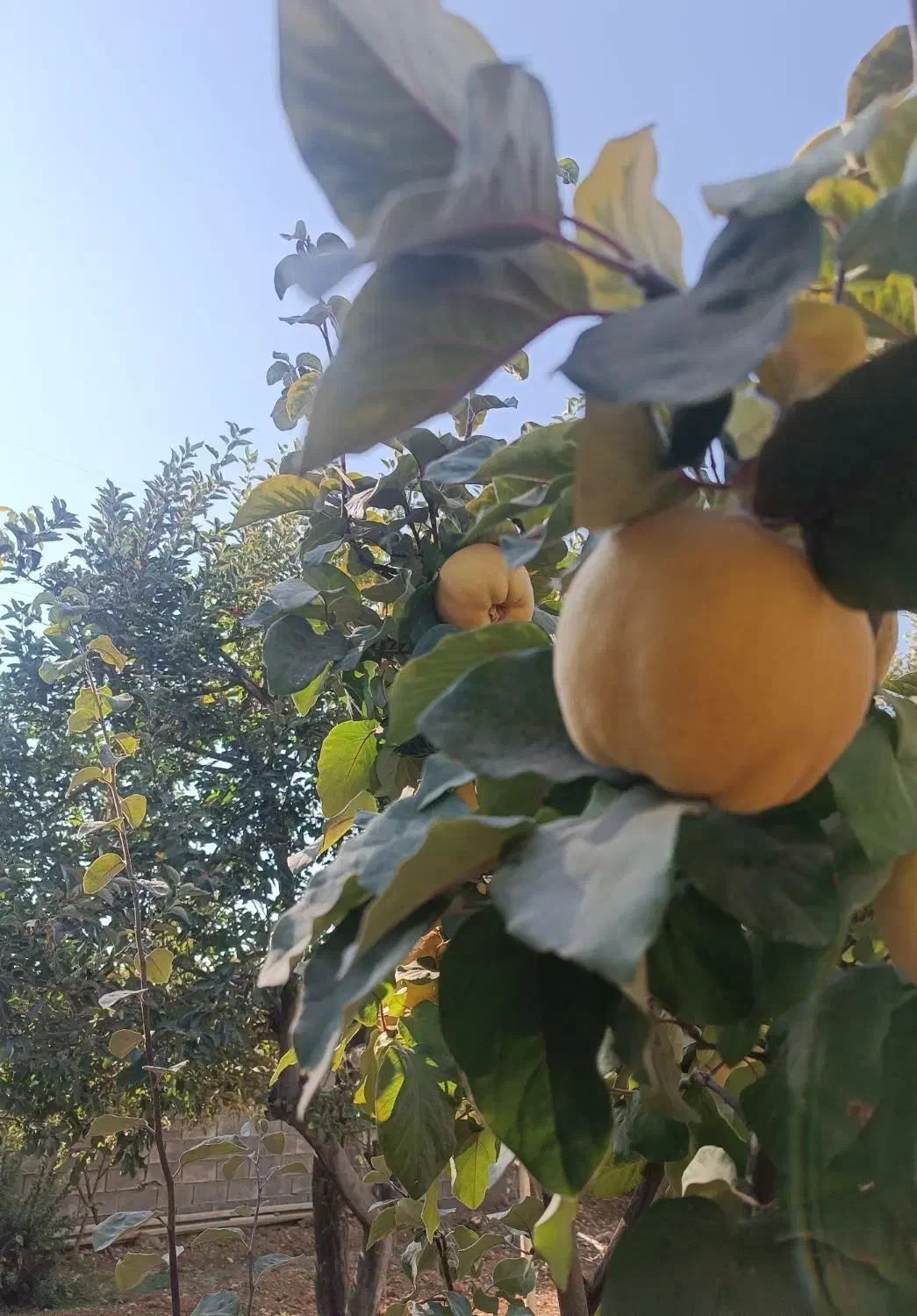 فروش میوه به درجه یک|عمدهفروشی|سپیدان, |دیوار