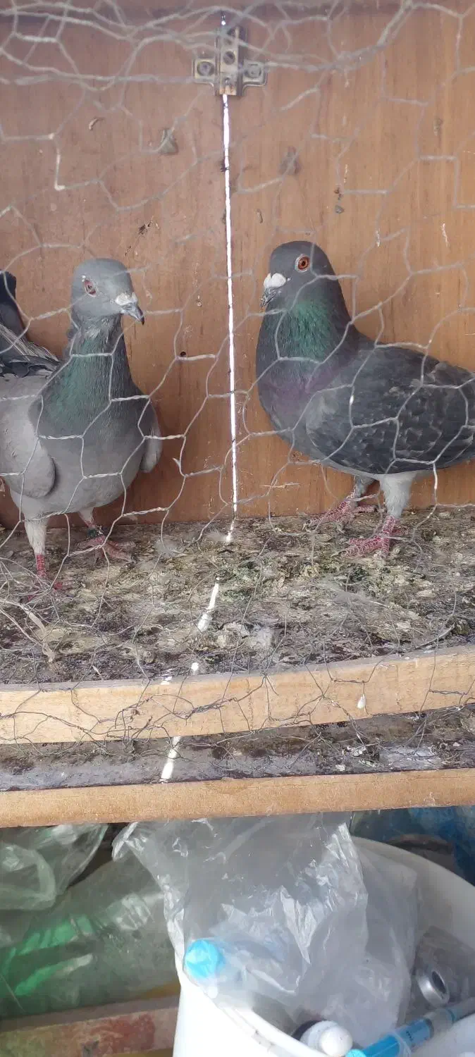 دوتا کفتر خوب پلاکی فروشی|پرنده|نهاوند, |دیوار