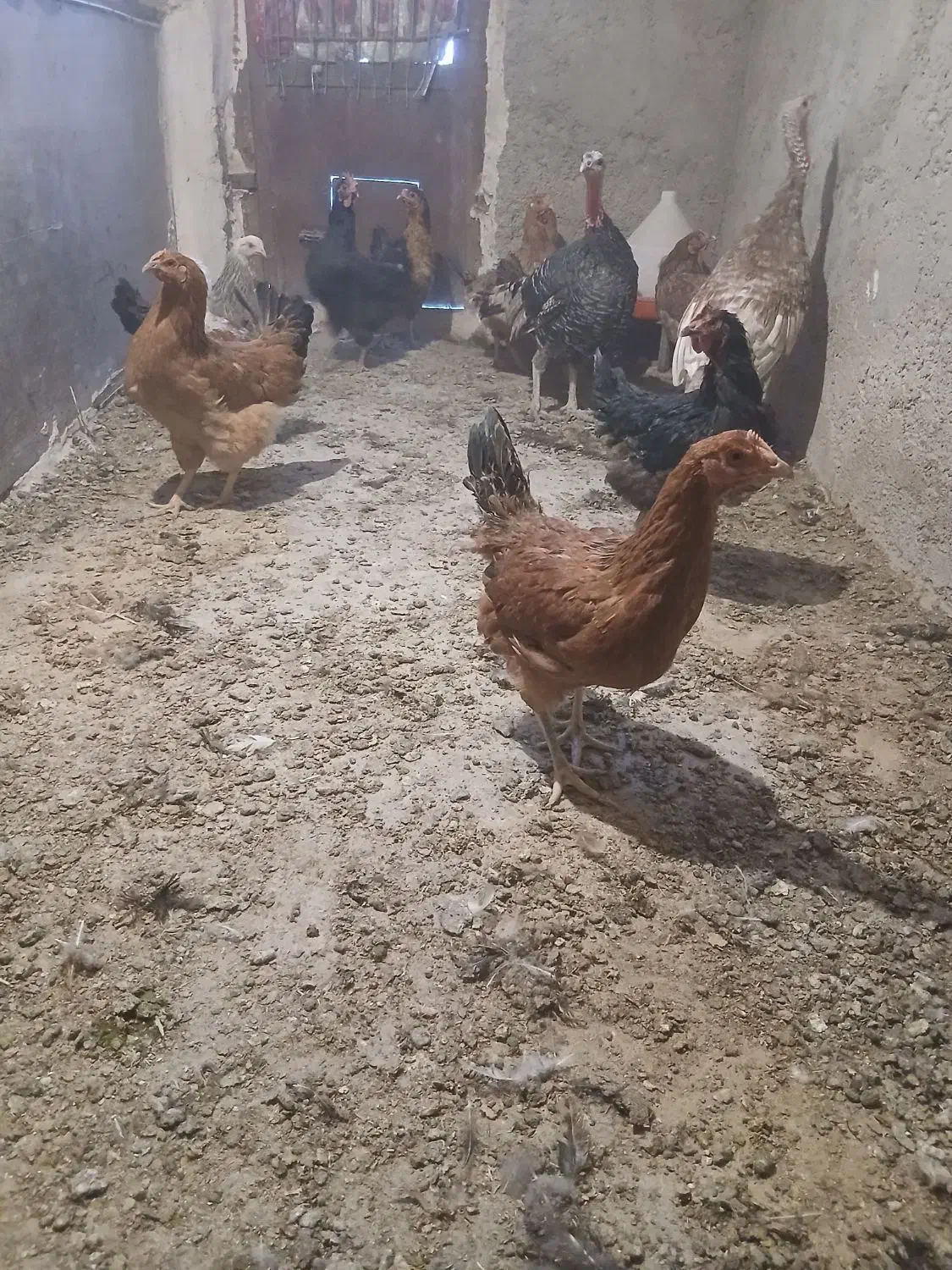 بوقلمون ماده|حیوانات مزرعه|بیستون, |دیوار