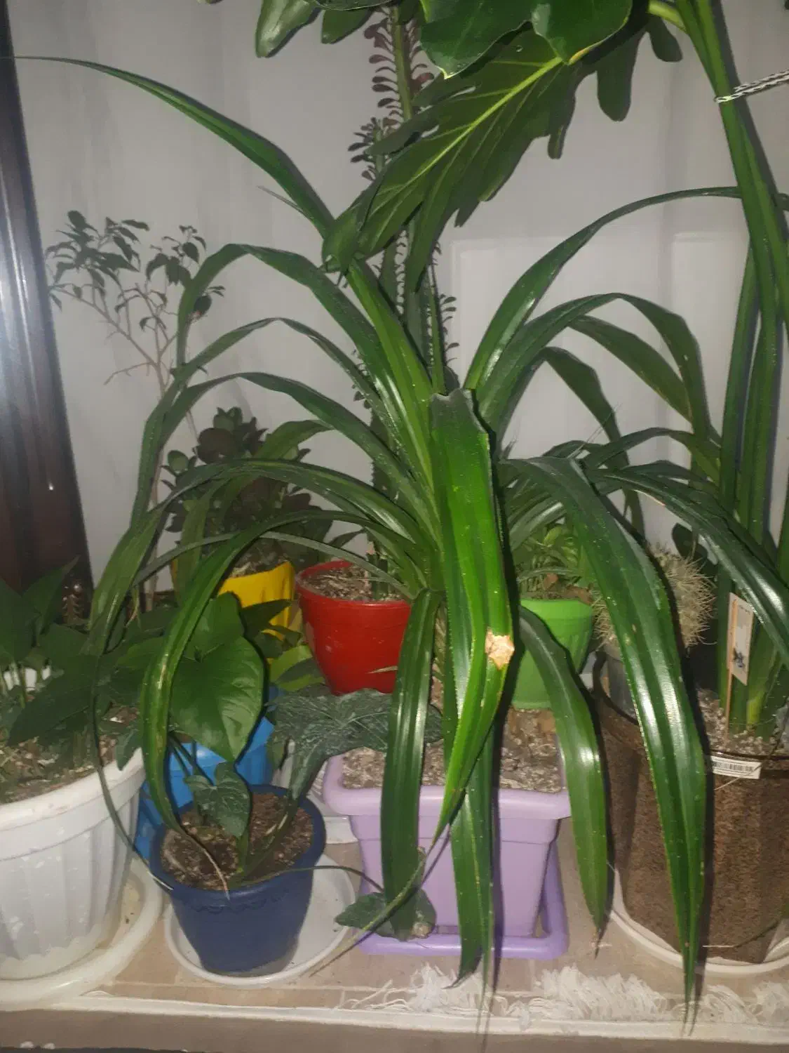 اکواریم|گل و گیاه طبیعی|گلبهار, شهر جدید گلبهار|دیوار