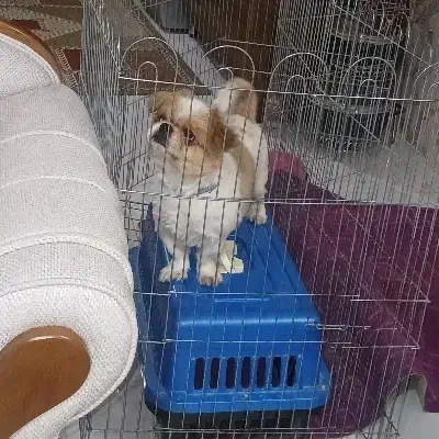 واگذاری سگ|سگ|مشهد, مشکینی (شهرک غرب)|دیوار