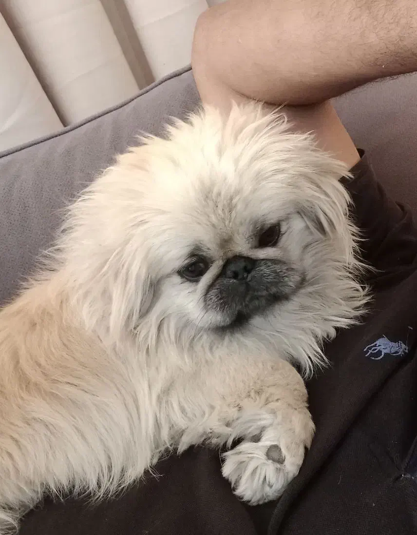 امپریال پیکینیز|سگ|نطنز, |دیوار