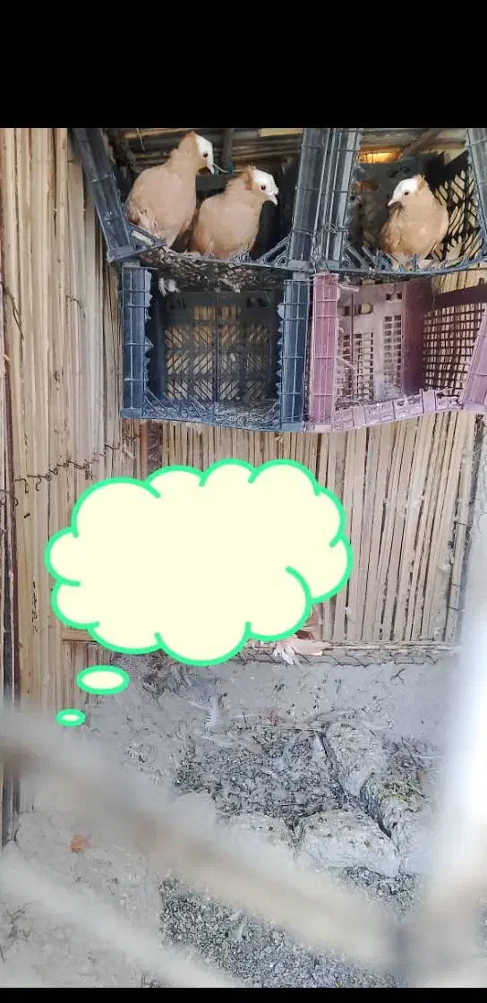 ورزش فراغت|پرنده|سراوان, |دیوار