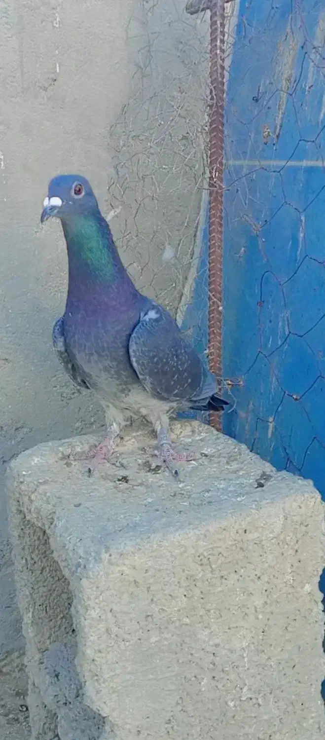 یک عدد ماده مسافتی چاپی|پرنده|سراوان, |دیوار